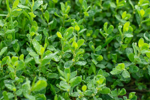 Herbe verte fraîche avec des gouttes d'eau de pluie