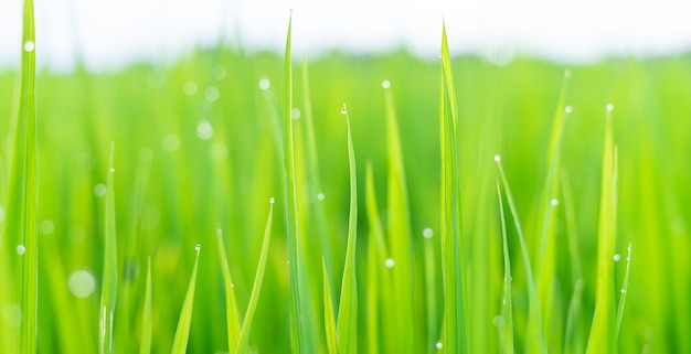 Herbe verte fraîche avec des gouttes de rosée au soleil sur l'automne abstrait arrière-plan flou