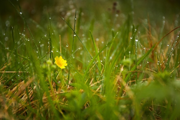 Herbe verte fraîche avec des gouttes de rosée et fleur jaune sur le pré libre Jour de pluie L'été dans les montagnes des Carpates Ukraine