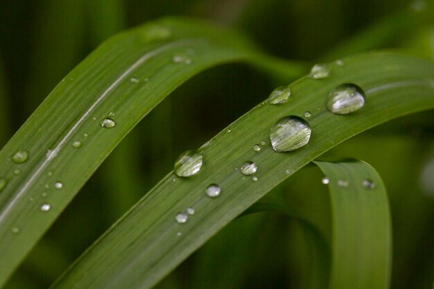 Herbe verte fraîche avec des gouttes de rosée en gros plan Gouttes d'eau sur l'herbe fraîche après la pluie