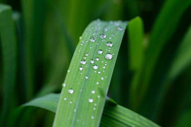 Herbe verte fraîche avec des gouttes de rosée en gros plan Gouttes d'eau sur l'herbe fraîche après la pluie