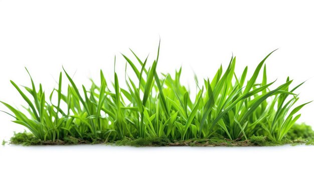 Photo herbe verte fraîche isolé sur fond blanc