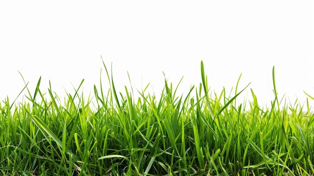 Photo de l'herbe verte fraîche isolée sur un fond blanc