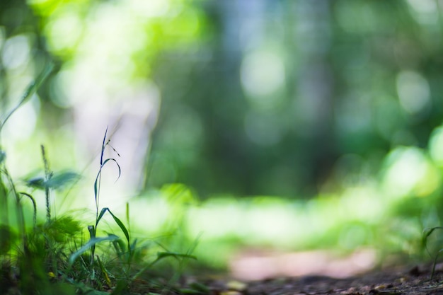 Herbe verte fraîche en journée d'été ensoleillée dans le parc Beau paysage de campagne naturelle avec arrière-plan flou