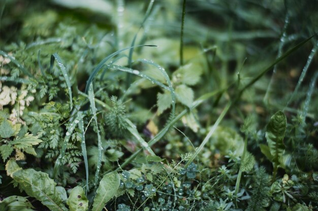 Herbe verte fraîche en journée d'été ensoleillée dans le parc Beau paysage de campagne naturelle avec arrière-plan flou