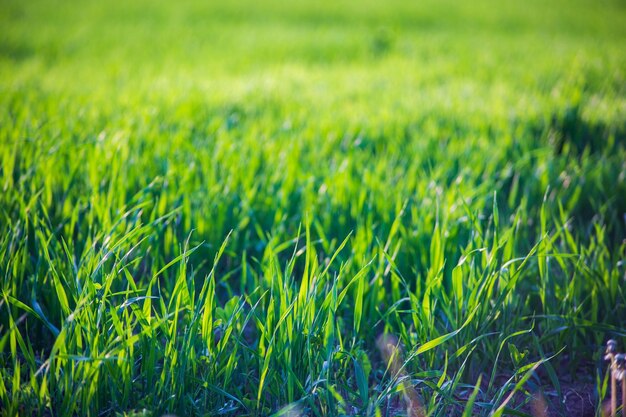 Photo herbe verte fraîche sur une journée d'été ensoleillée gros plan beau paysage rural naturel avec un arrière-plan flou pour la conception et les projets sur le thème de la nature