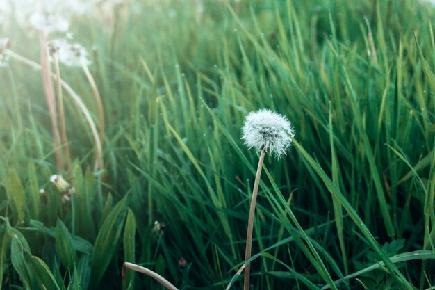 Herbe verte fraîche et pissenlit blanc