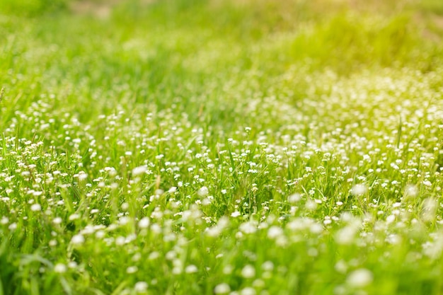 Herbe verte fraîche de ressort dans le fond de matin