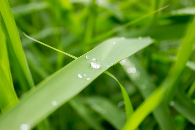 Herbe verte fraîche avec la rosée tombe agrandi.