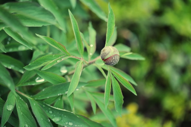 Herbe verte fraîche