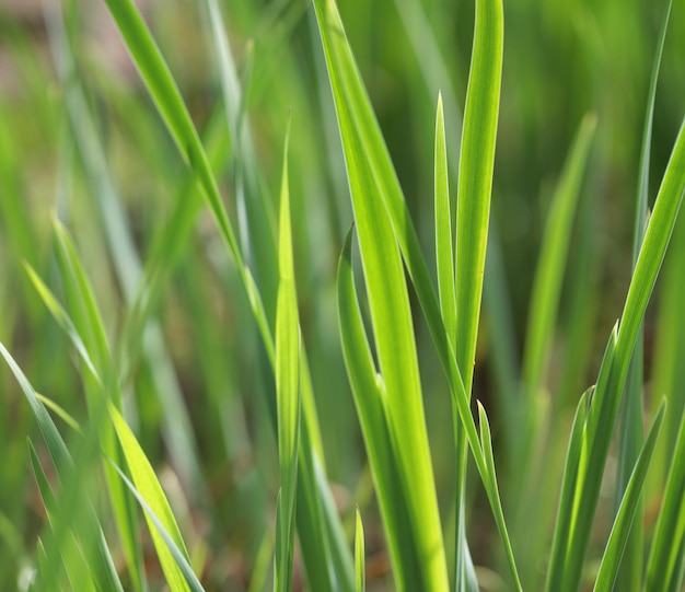 Photo herbe verte fraîche