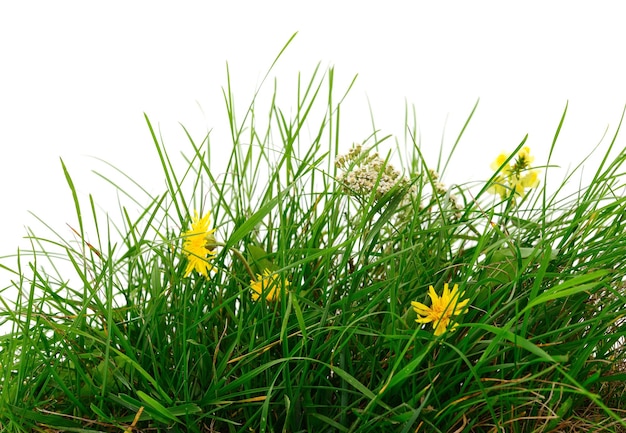 Photo l'herbe verte fraîche