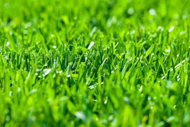 Herbe verte fraîchement coupée sur pelouse, faible profondeur de champ