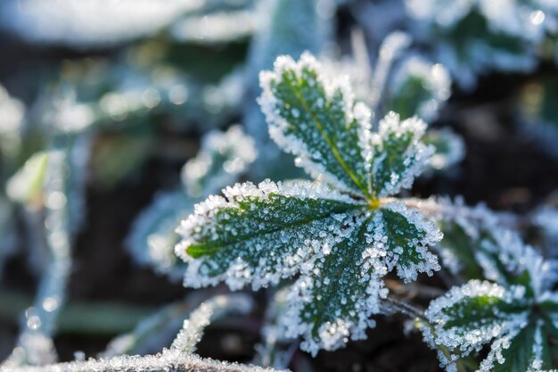 Herbe verte en givre Beau fond lumineux du premier