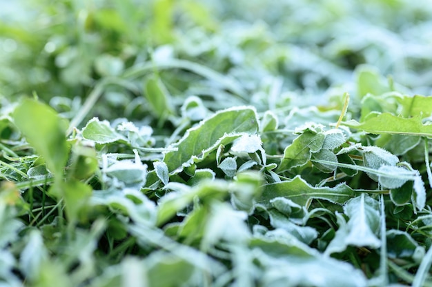 herbe verte avec givre matinal et soleil dans le jardin se bouchent