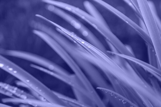 Herbe verte avec des gouttelettes d'eau sur les feuilles. très péri, couleur de l'année, 2022, bleu, violet, mise au point sélective. La nature.