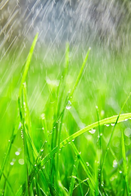 Herbe verte avec des gouttelettes d'eau sur les feuilles