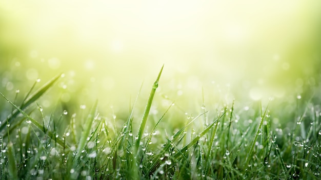 Herbe verte avec des gouttelettes de rosée sur le champ de prairie à la lumière du matin. Fraîcheur et pureté de la nature printanière. Fond vert frais avec espace de copie