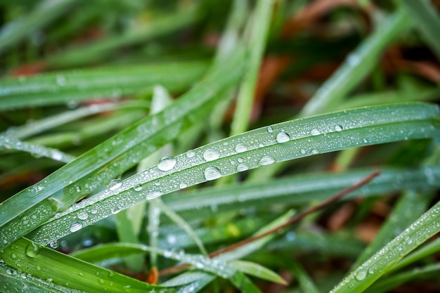 herbe verte avec des gouttes d'eau fond naturel