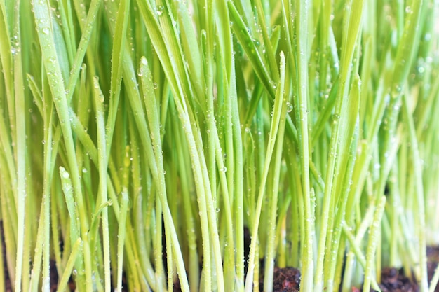 Herbe verte avec des gouttes d'eau, macro shot