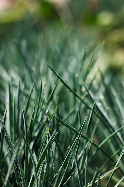 Herbe verte avec des gouttes d'eau