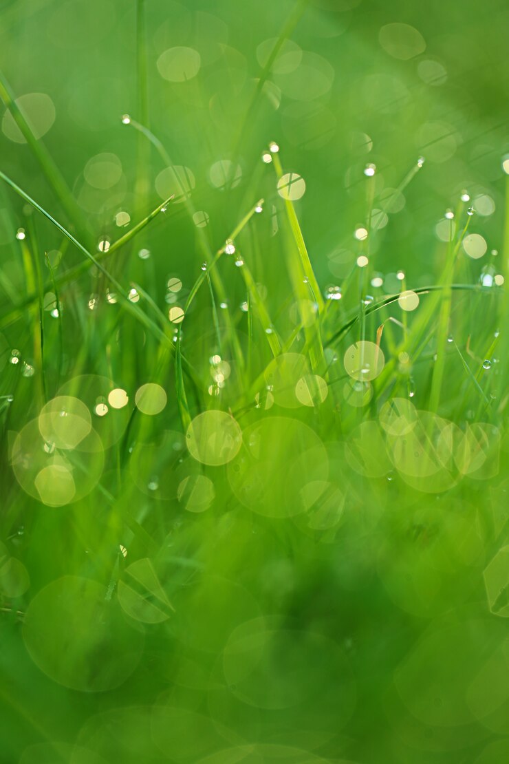Photo herbe verte avec des gouttes d'eau.
