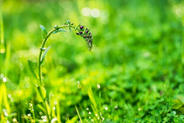 Herbe verte avec des gouttes de pluie après la pluie de printemps