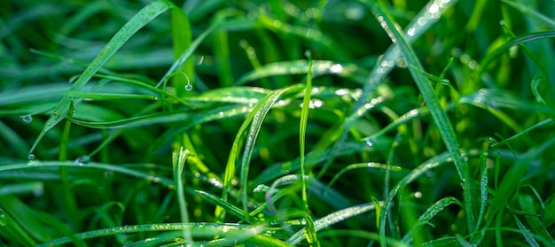 Herbe verte avec des gouttes de rosée dans les rayons du soleil