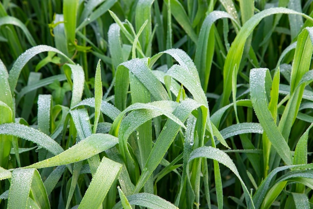 Herbe verte avec des gouttes de rosée matin d'hiver. Fond de plante de blé naturel