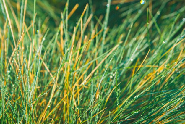 Herbe verte avec des gouttes de rosée