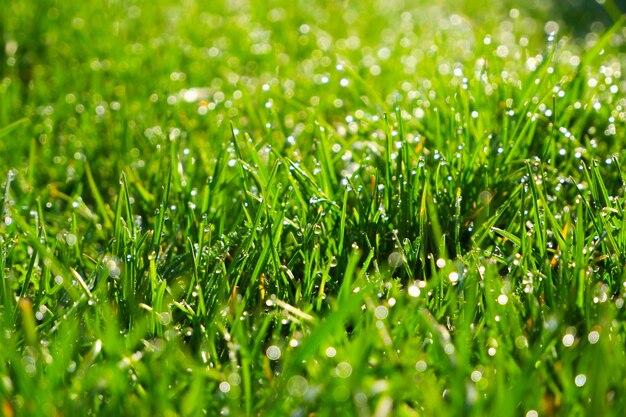 Herbe verte en gros plan Arrière-plan naturel Herbe verte juteuse avec des gouttes de rosée dans les rayons du soleil brillant Arrière-fond flou
