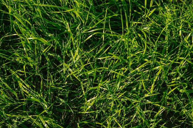 herbe verte, gros plan. la texture de l'herbe verte et juteuse dans les rayons du soleil éclatant.