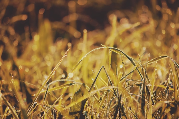 Herbe verte humide au matin dans le domaine rural