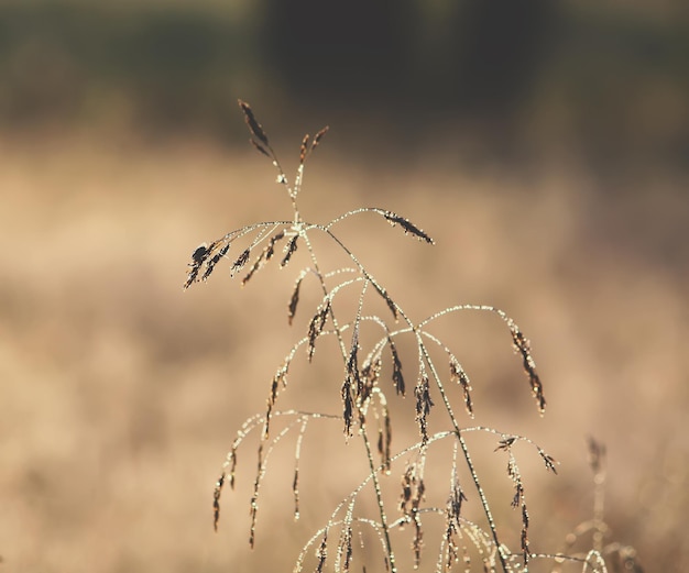 Herbe verte humide au matin dans le domaine rural