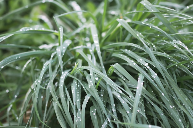 Herbe verte humide avec des gouttes d'eau tôt le matin en été