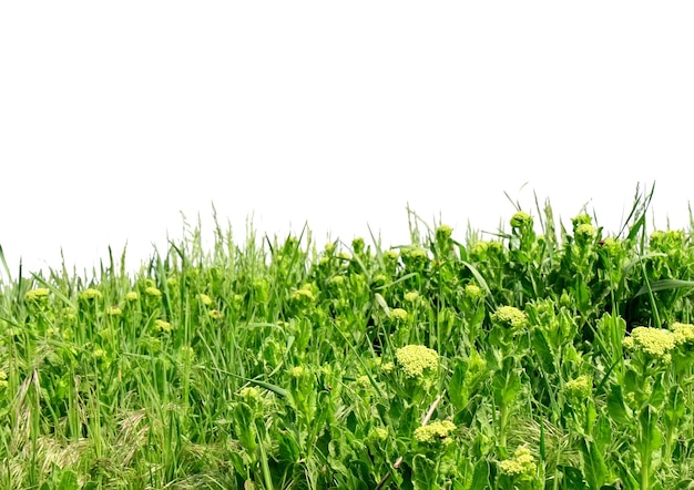 Photo herbe verte, isolée sur blanc