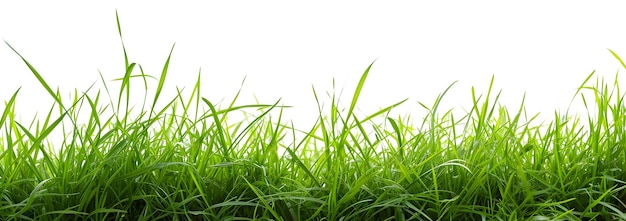Herbe verte isolée sur fond blanc avec chemin de coupe et espace de copie