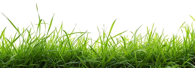 Photo herbe verte isolée sur fond blanc avec chemin de coupe et espace de copie