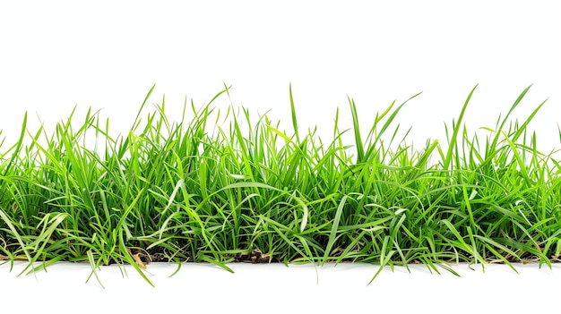 L'herbe verte isolée sur un fond blanc L'herbes est luxuriante et verte et il pousse dans une épaisse grappe