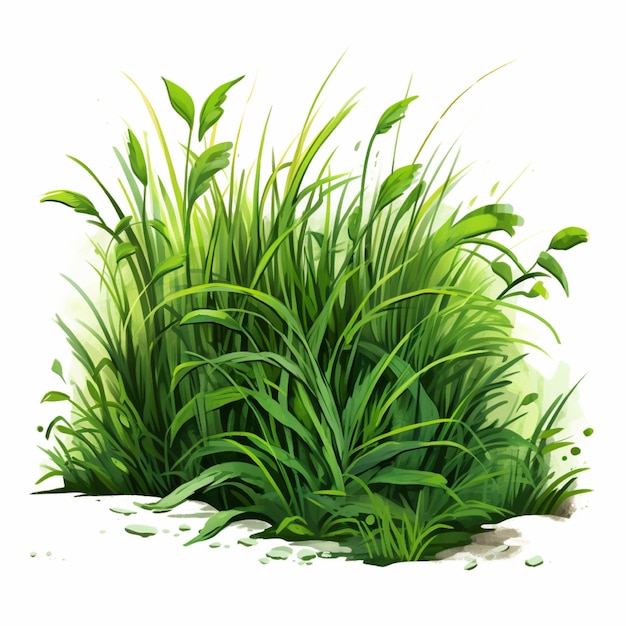 Herbe verte isolée sur fond blanc Illustration vectorielle