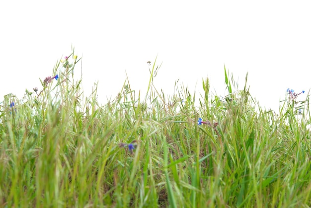 Herbe verte isolée sur fond blanc