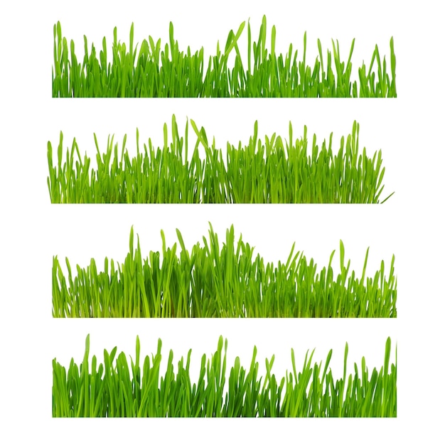 de l'herbe verte isolée sur un fond blanc