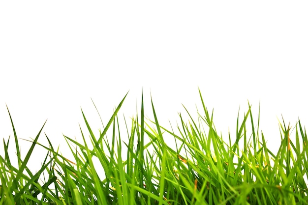 Herbe verte isolée sur fond blanc