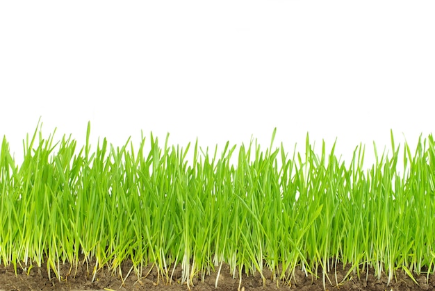 Herbe verte isolée sur fond blanc