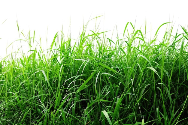 Photo herbe verte isolée sur fond blanc