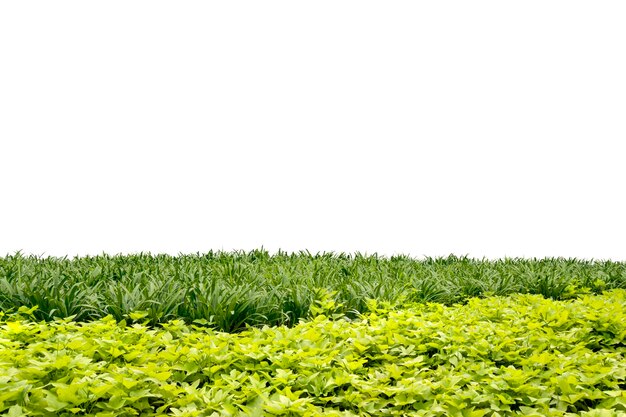 Photo l'herbe verte isolée sur un fond blanc