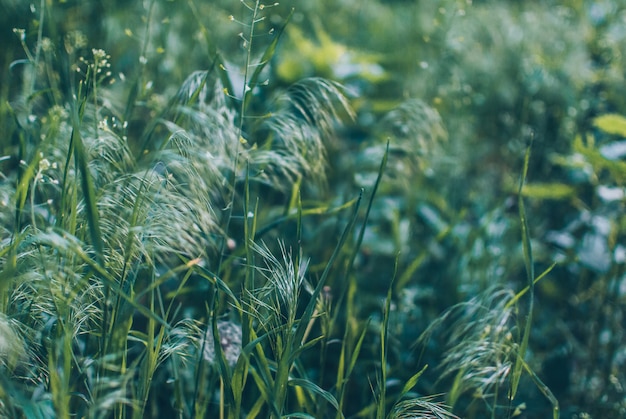 Herbe verte de jardin d&#39;été belle sur un fond vert doux