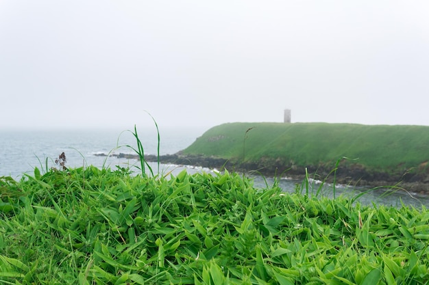 Herbe verte juteuse au bord de la mer dans le contexte d'un cap brumeux avec la ruine d'un phare