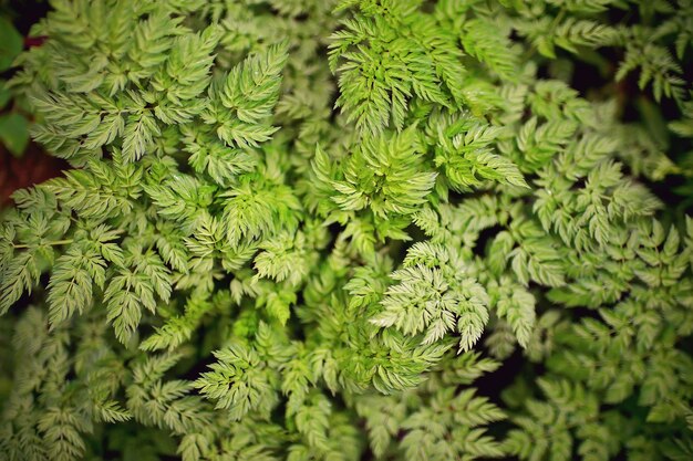 herbe verte laisse vue de dessus champ sauvage / été dans la jungle, vue abstraite de l'herbe de la forêt, arrière-plan