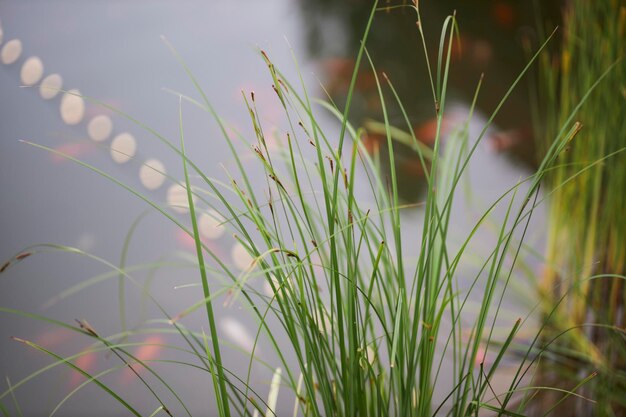 herbe verte avec de longues feuilles minces sur un arrière-plan flou gros plan d'herbe verte sur flou